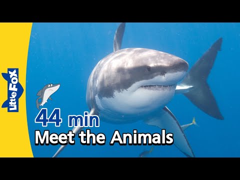 Meet the Animals 44 min | Shark, Alligator, Cheetah, Fox, Bear, Gorilla | Educational Videos